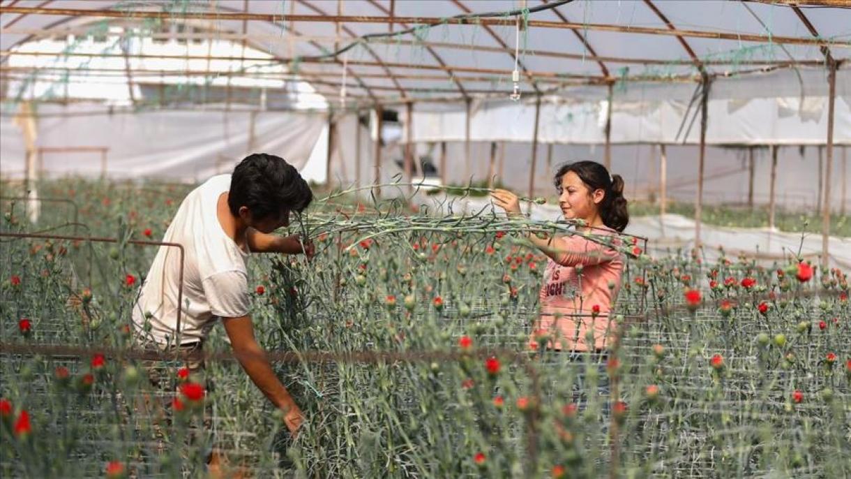 No todo es color de rosa para los floricultores en Colombia