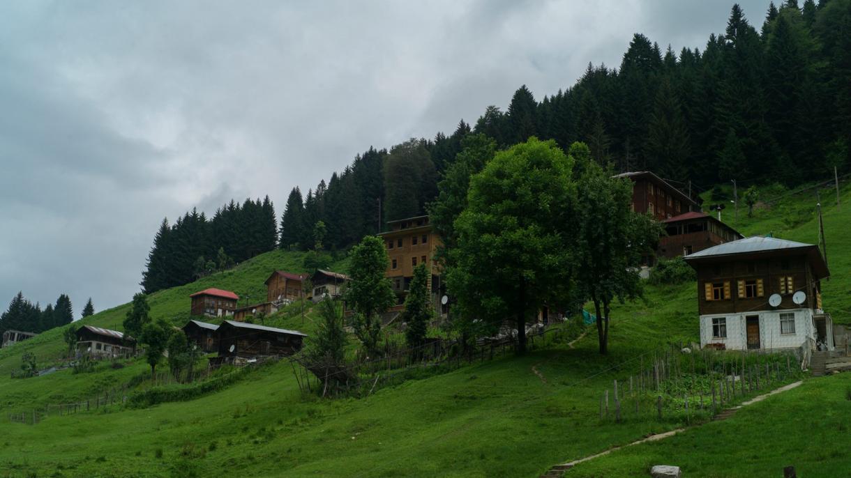 rize