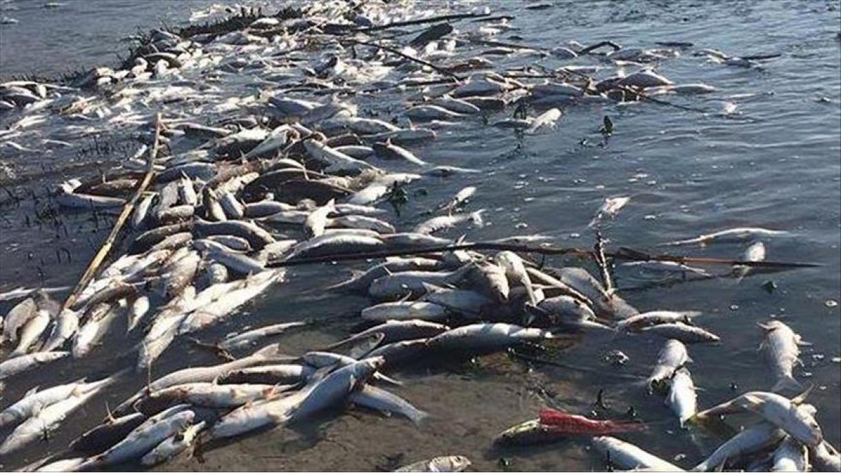 یک میلیون قطعه ماهی بر اثر آلودگی نفتی در ایران تلف شد