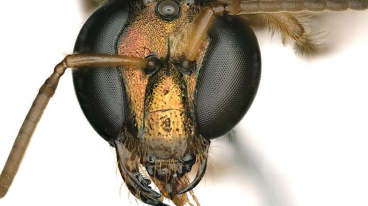 Científicos descubren una ‘abeja intersexual’