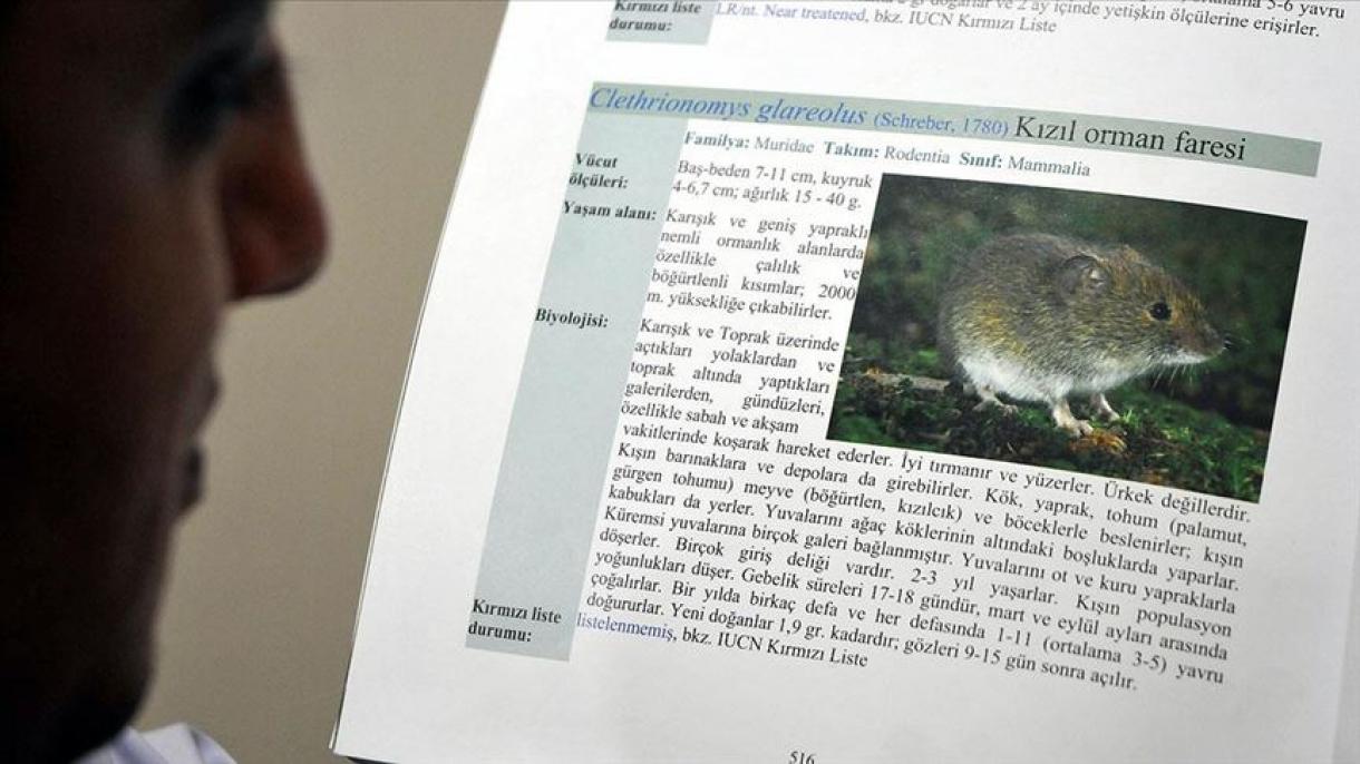 Xantavirus qurqıttı