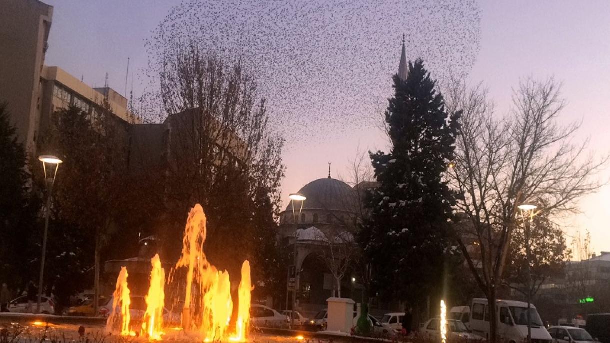 رقص غچی ها بر فراز قونیه شهروندان را مجذوب کرد