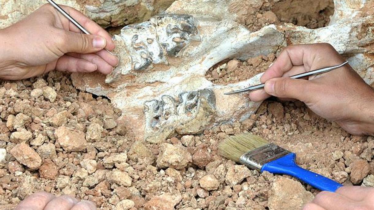 Restos de mamíferos en el estómago de un dinosaurio que vivió hace 120 años