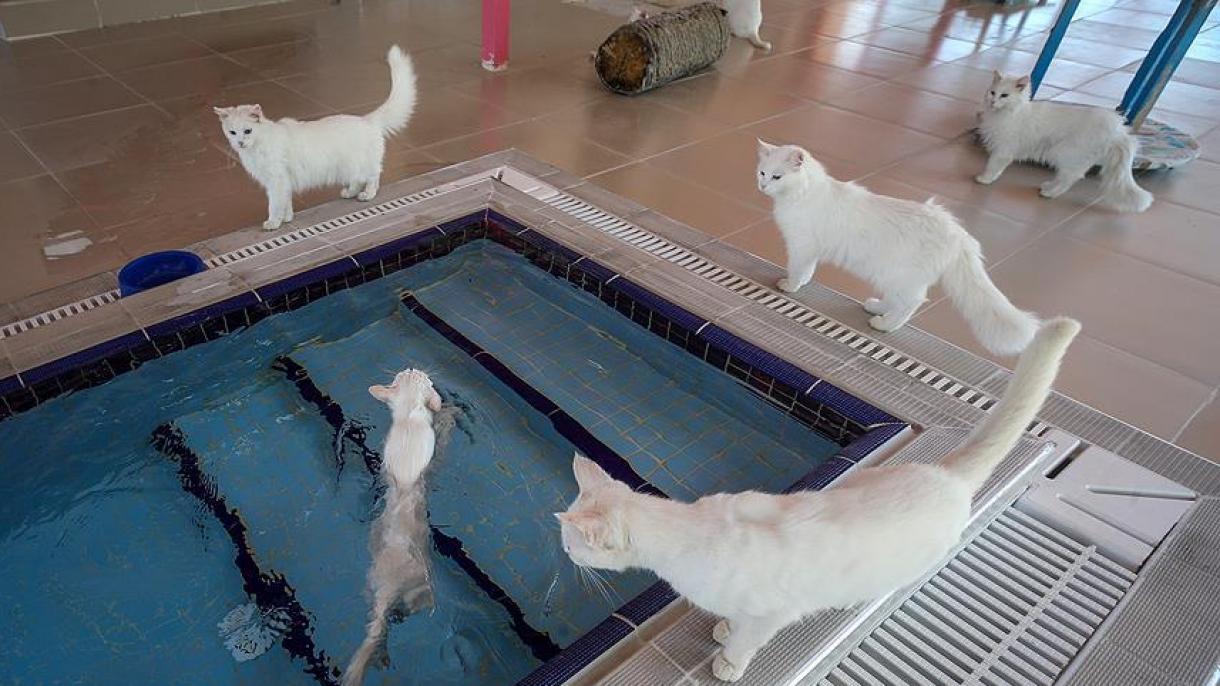 イギリス紙がプライベートプールで泳ぐヴァン猫を特集