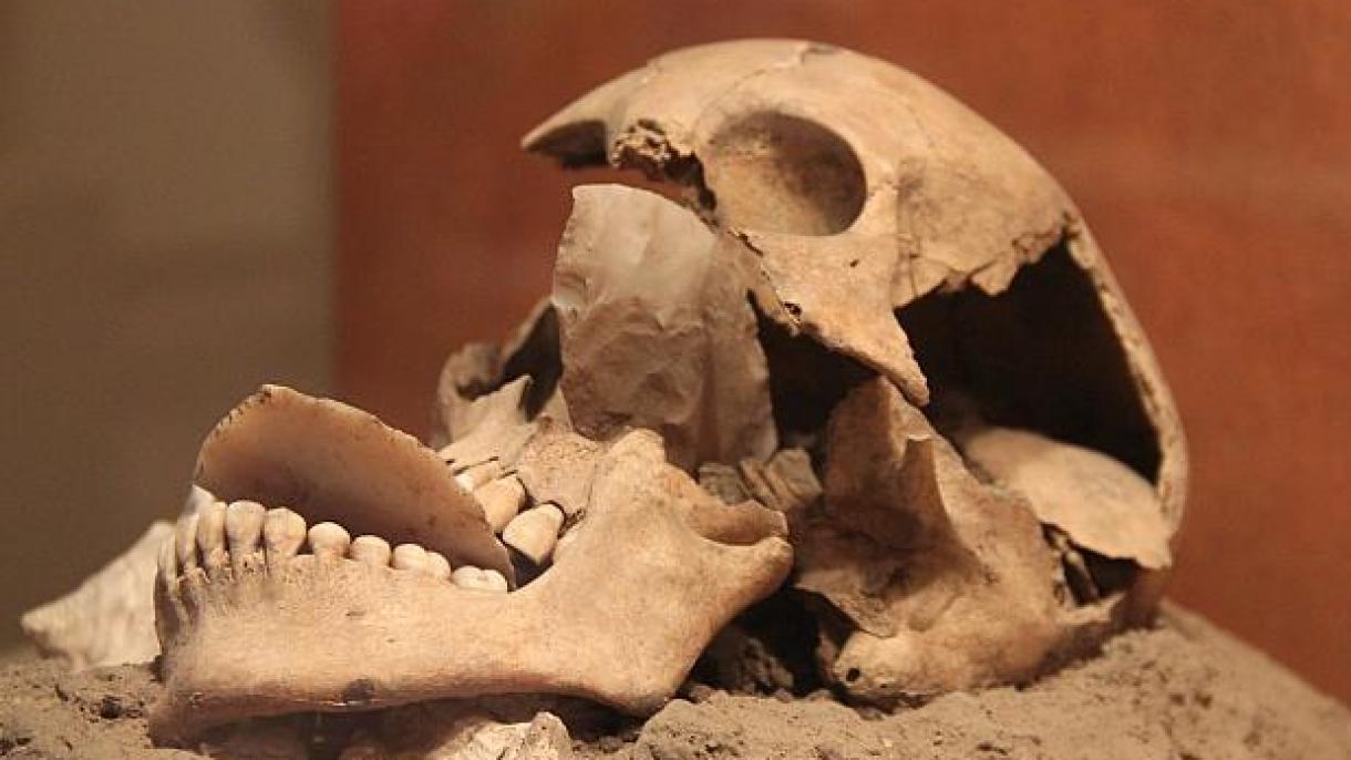 Az emberi faj közeli rokonának kétmillió éves koponyáját tárták fel Dél-Afrikában