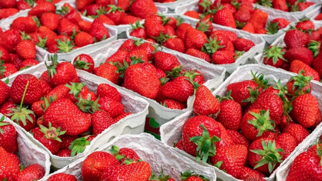 افزایش صادرات توت فرنگی ترکیه به کشورهای جهان