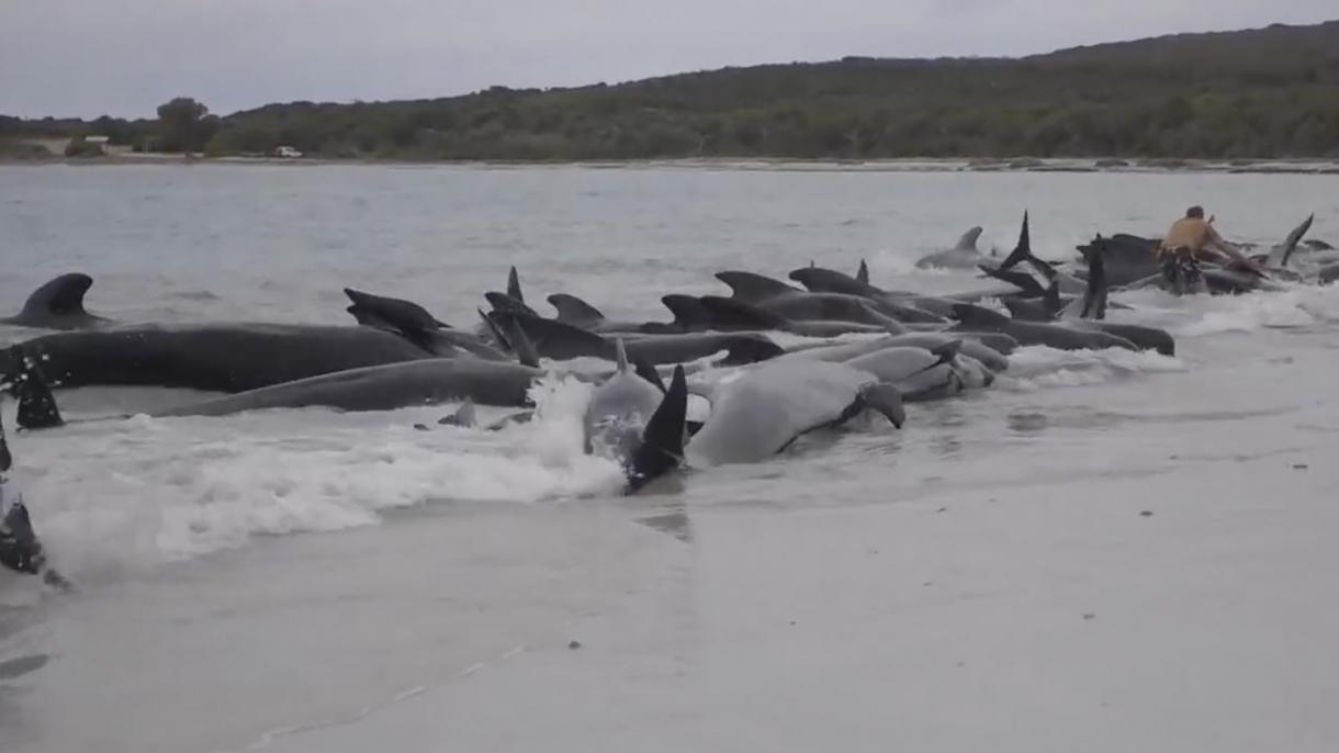 澳大利亚西部海湾搁浅的51头领航鲸”集体死亡“