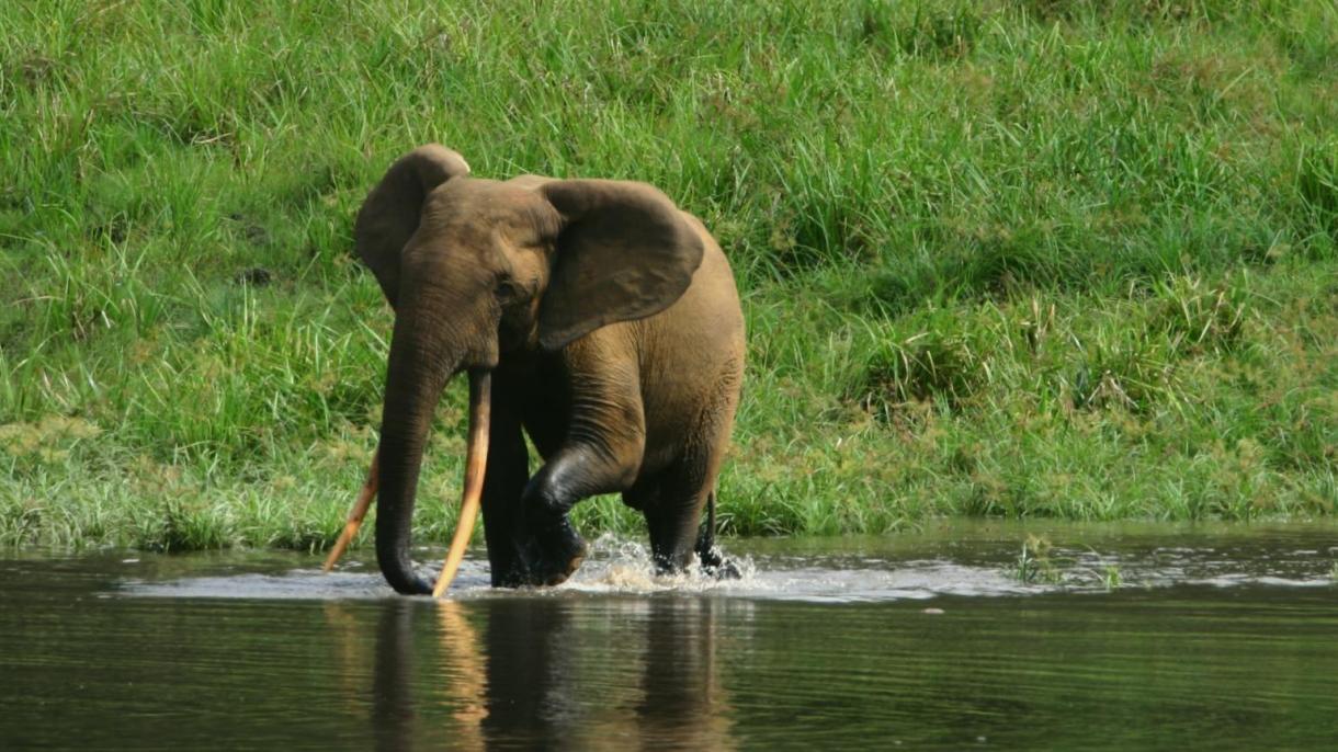 El Parque Nacional de Ivindo en Gabón, declarado Patrimonio Mundial de la UNESCO