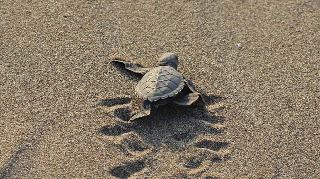 caretta caretta