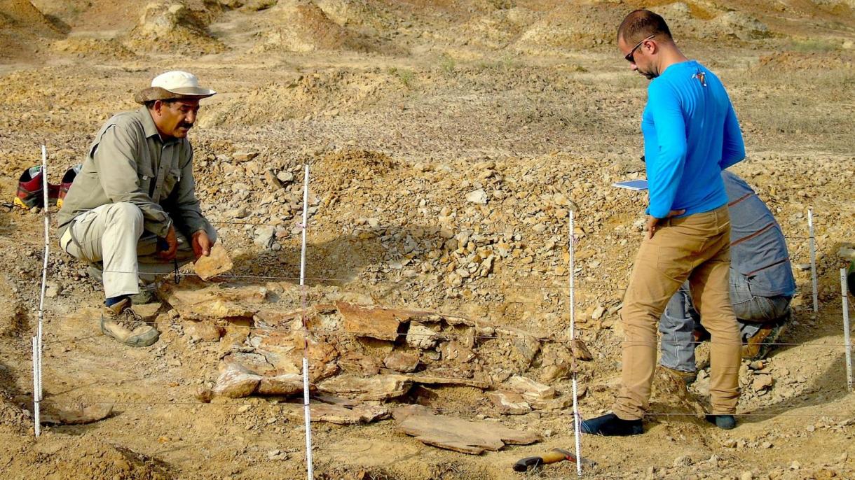 Hallados nuevos fósiles de tortugas gigantes del tamaño de un automóvil