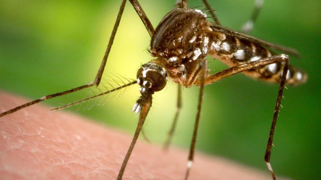 Áldozatokat szed a dengue-láz Indonéziában