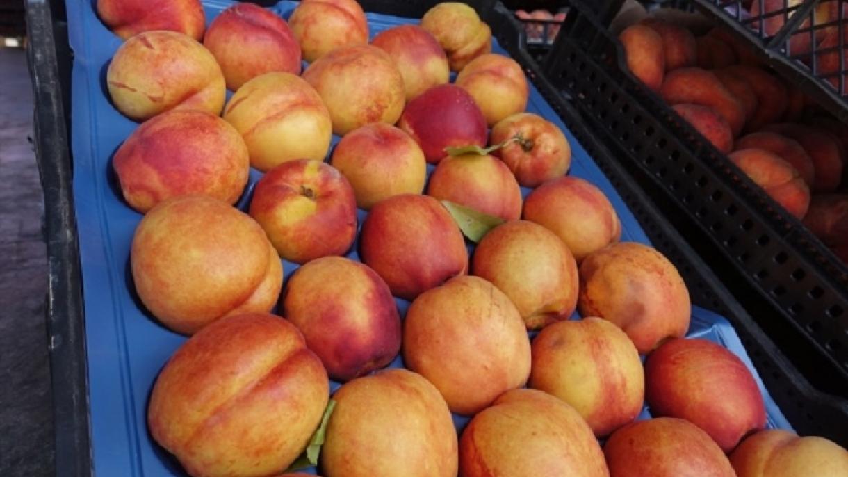 Rusiyägä iñ küp persik êksportlandı