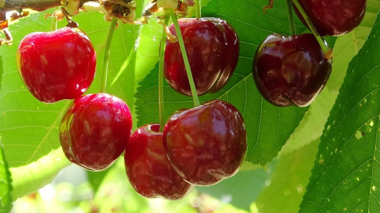 La exportación de cerezas de Türkiye alcanzó los 205 millones de dólares
