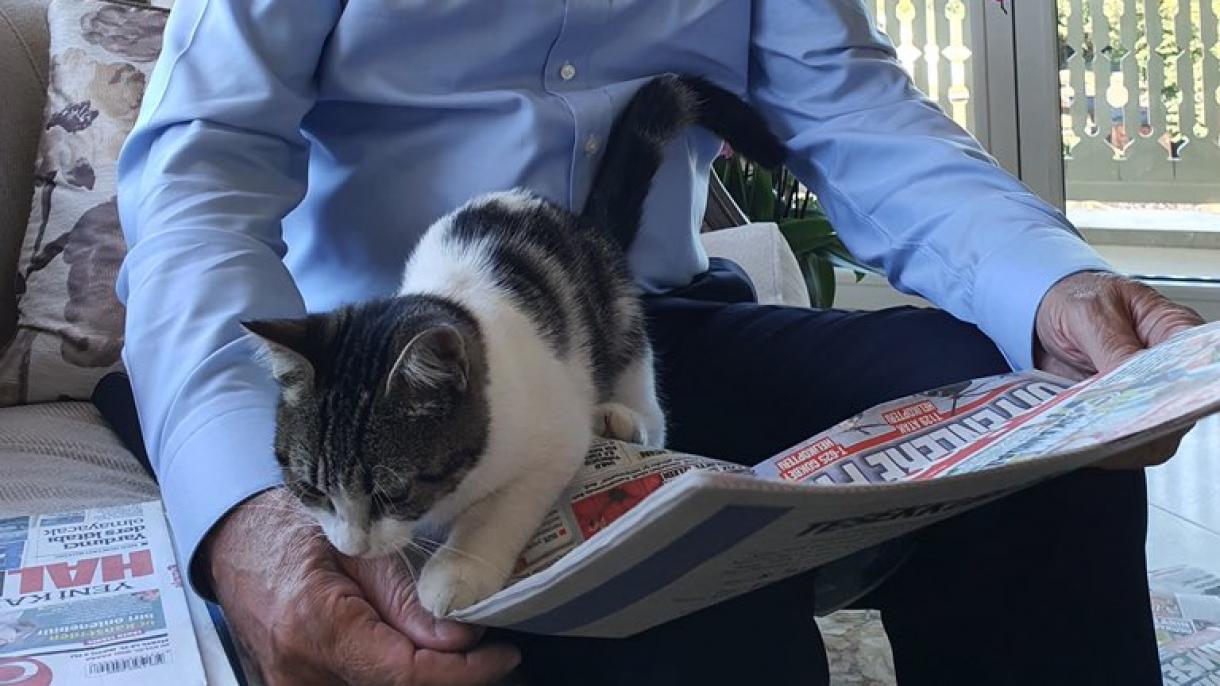 erdogan-kedi.jpg