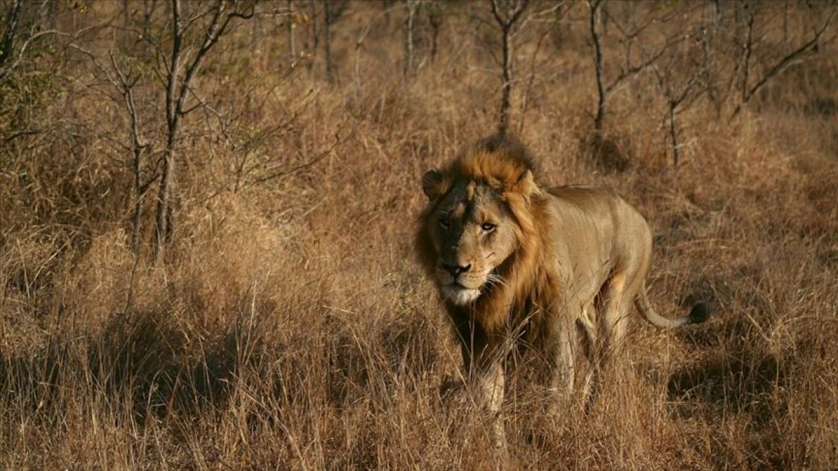 Terror en Camerún por escape de leones de un parque natural