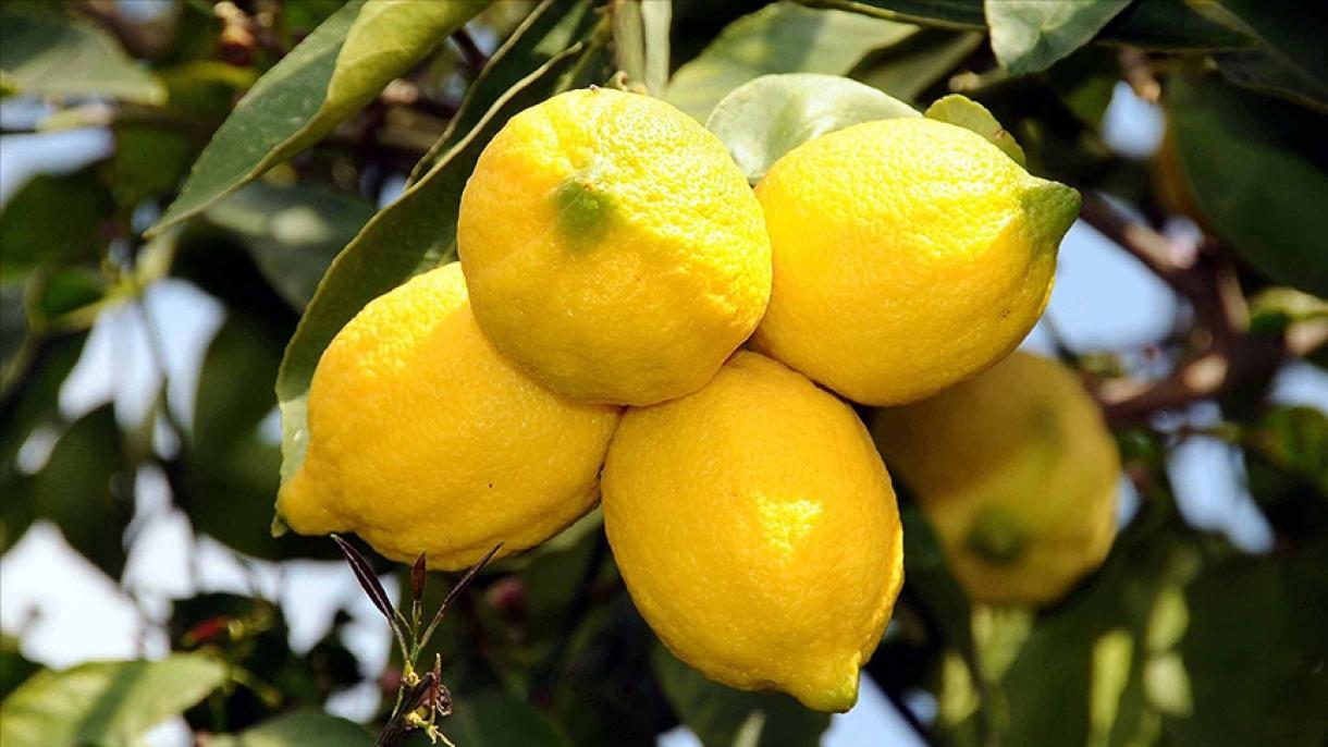 土耳其柑橘出口同比增长15%