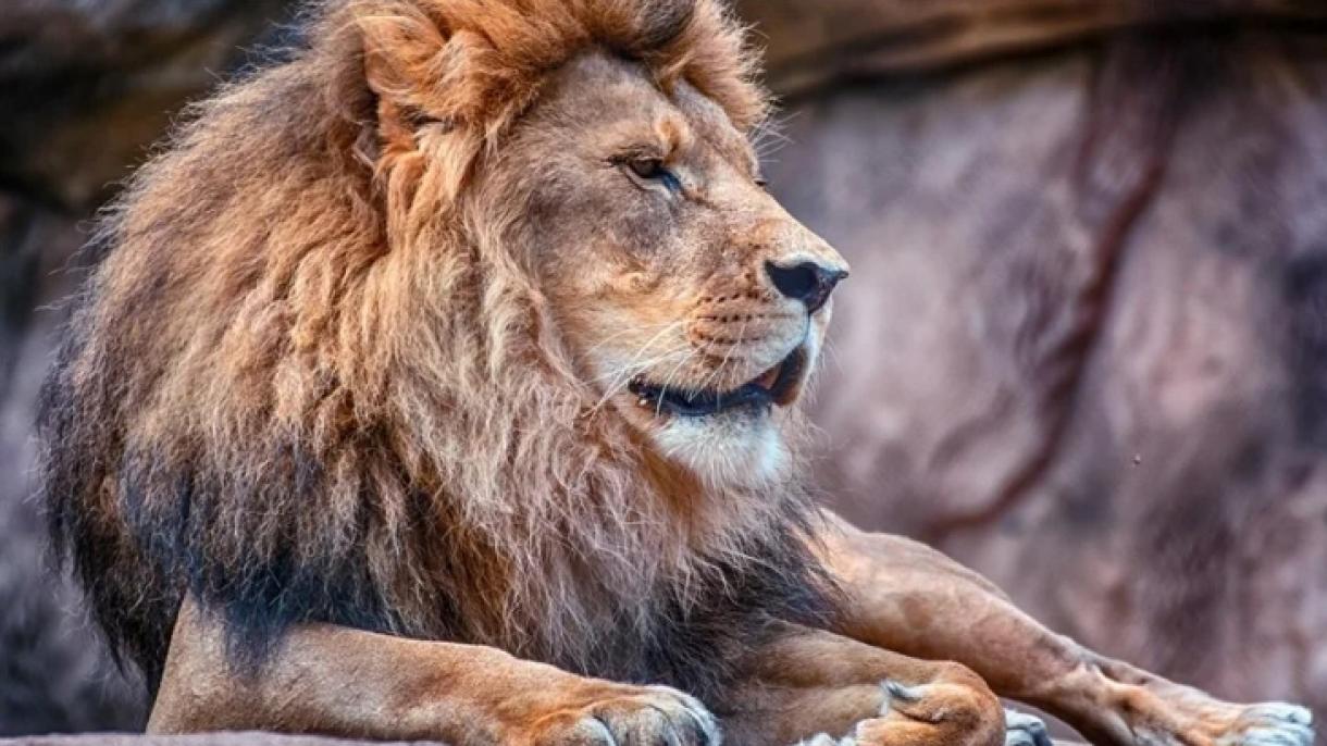 Un leu și-a omorât îngrijitorul în Nigeria