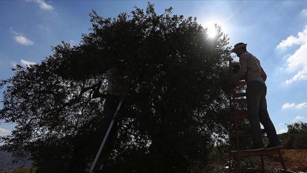 Cisjordanie occupée : Israël interdit la cueillette des olives aux Palestiniens