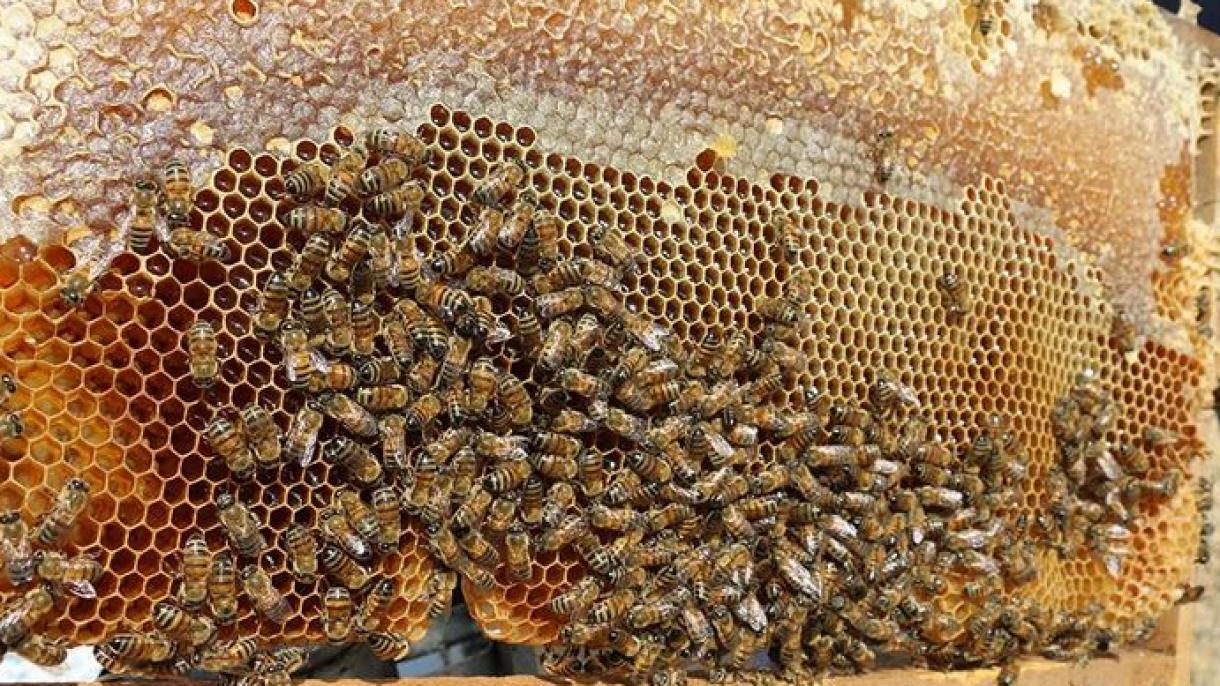 Turquía exporta más de 18 millones de dólares de miel a 45 países