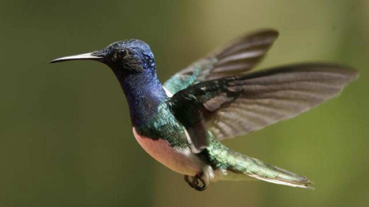 巴拿马雨林中鸟类数量惊减90%