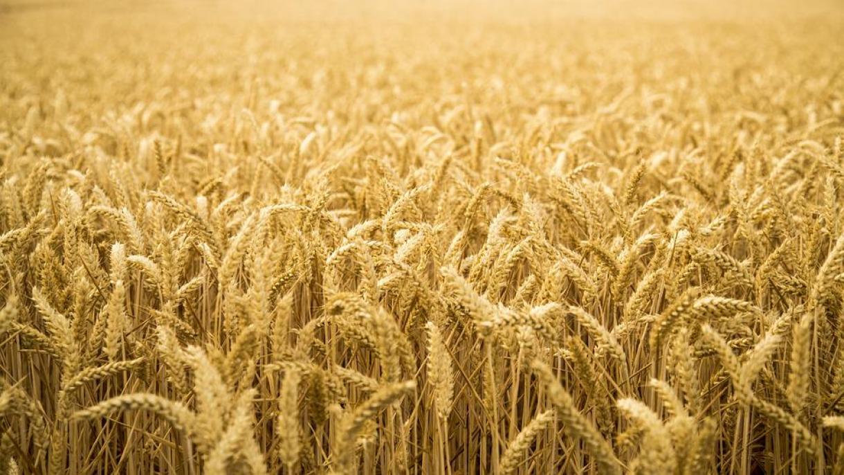 Ukrainadan Afrika illärenä yärdäm