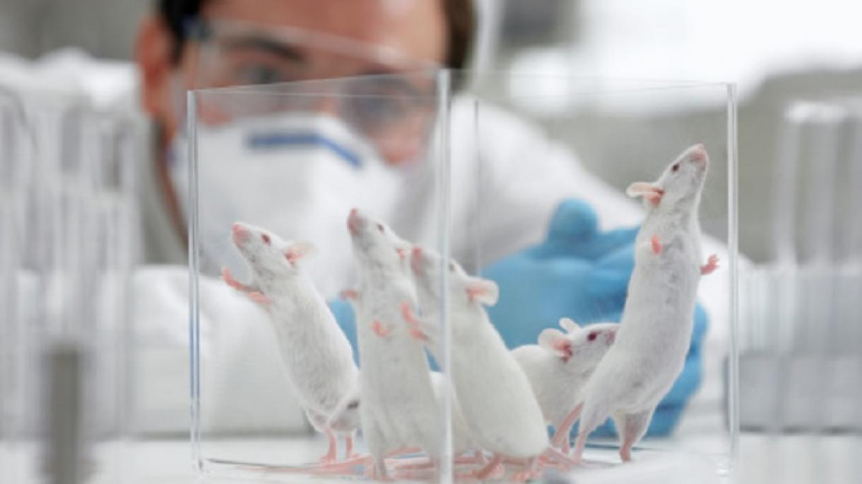 CNIO en Madrid cura la fibrosis pulmonar en ratones rejuveneciendo los tejidos afectados