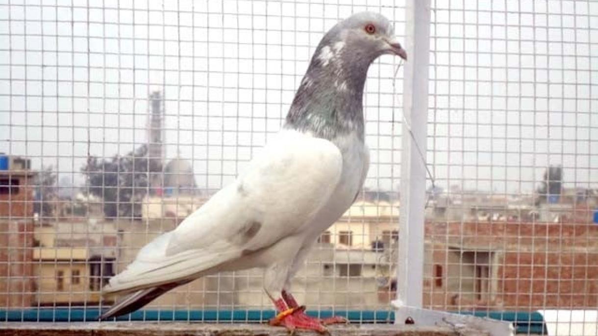 بھارت، جاسوس کبوتر 8 ماہ کی قید کاٹنے کے بعد رہا