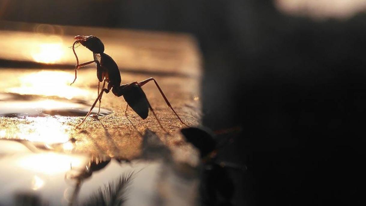 یک گونه مورچه "مهاجم و بیگانه" فرودگاه اوزاکا را به استیلای خود درآورد