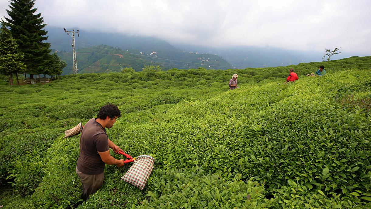Nuestra ruta es Rize, famoso por los jardines de té en la región oriental del Mar Negro