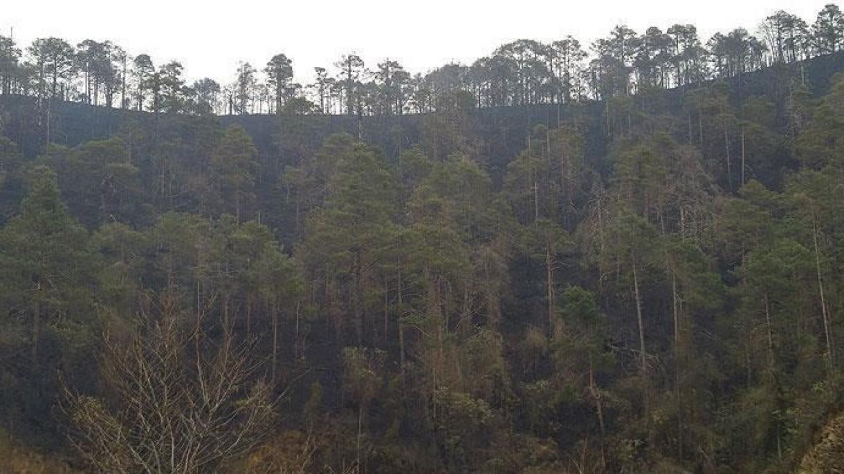 Penebangan Hutan boleh Mendedahkan Wabak Baru yang Mematikan