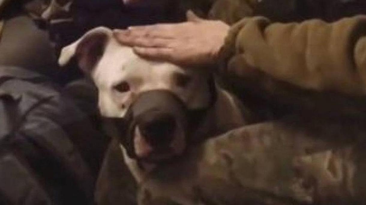 Rus askarlari tomonidan olib ketilgan pitbull ham Ukrainaga qaytarildi