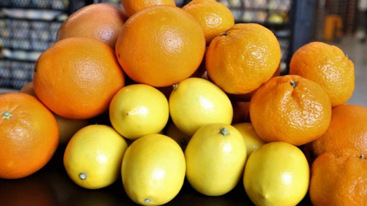 土耳其柑橘出口增加 俄罗斯位居榜首
