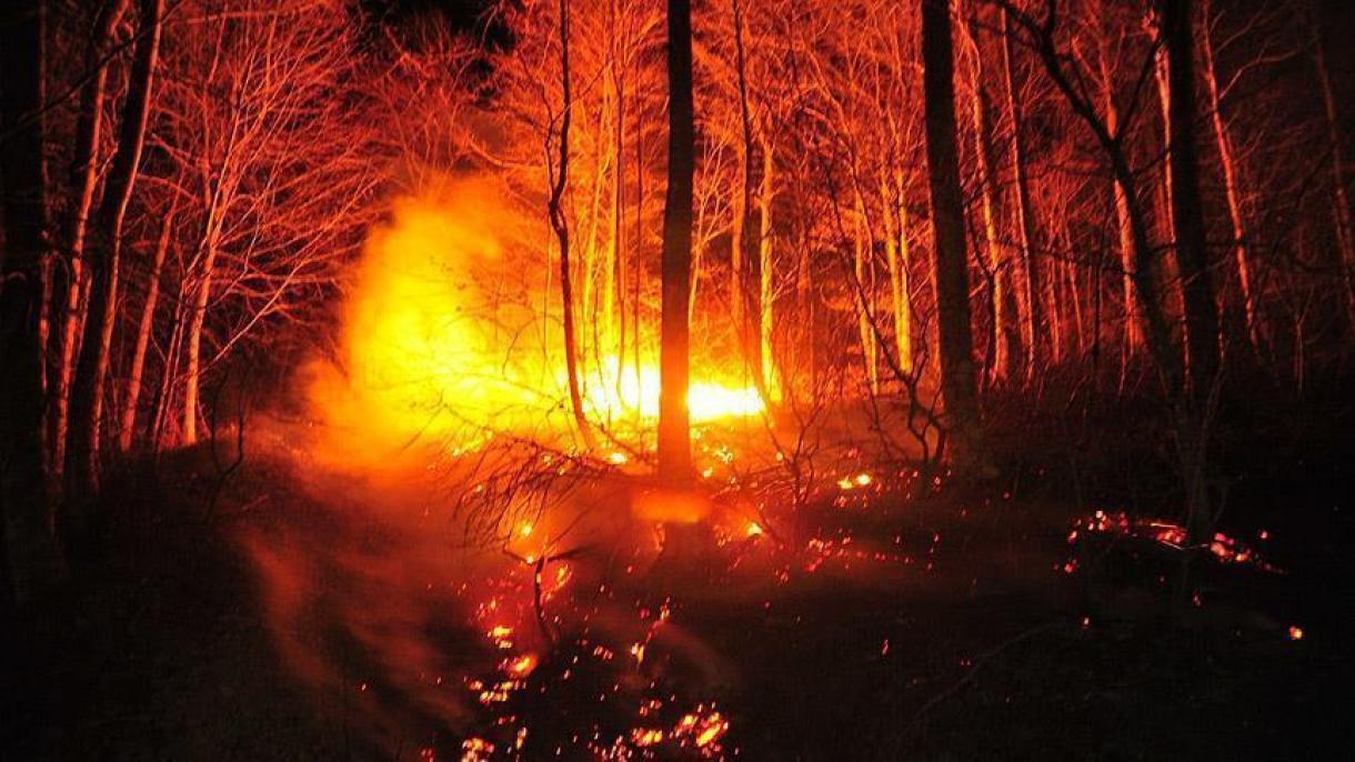 بیش از 150 هکتار جنگل‌ در شوش ایران سوخت