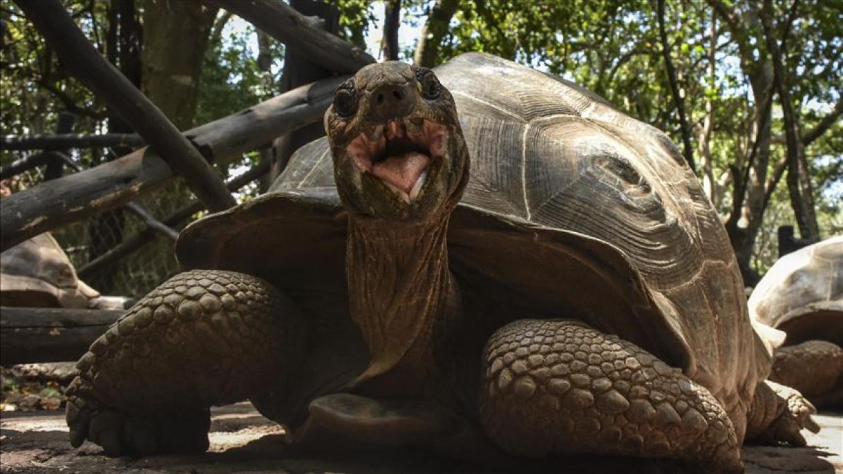 El encanto de la isla de Changuu, Tanzania: tortugas gigantes de Aldabra
