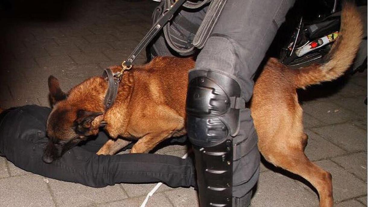 hollanda polis köpeği.jpg