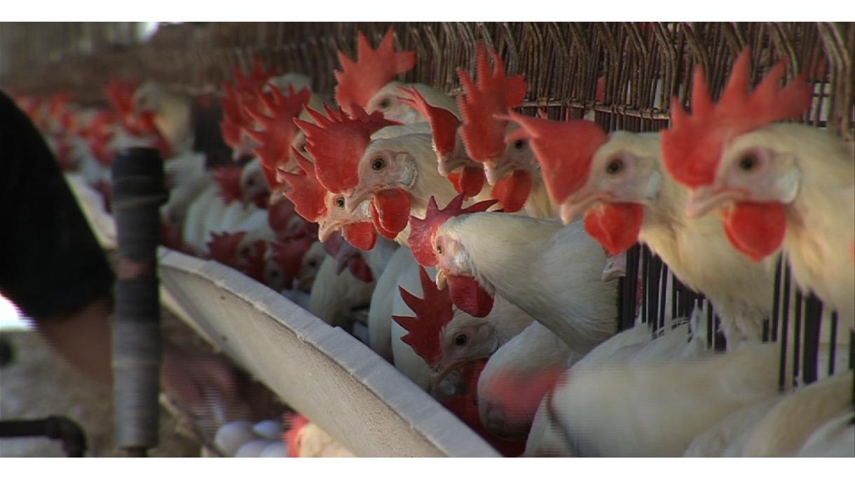 台湾西部养鸡场出现禽流感 累计扑杀2万6500只家禽