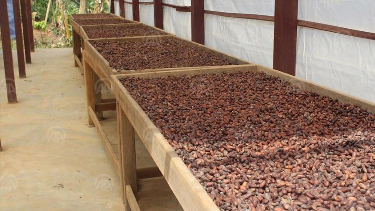 Colombia y Canadá lanzan proyecto de cooperación “Agroemprende Cacao”