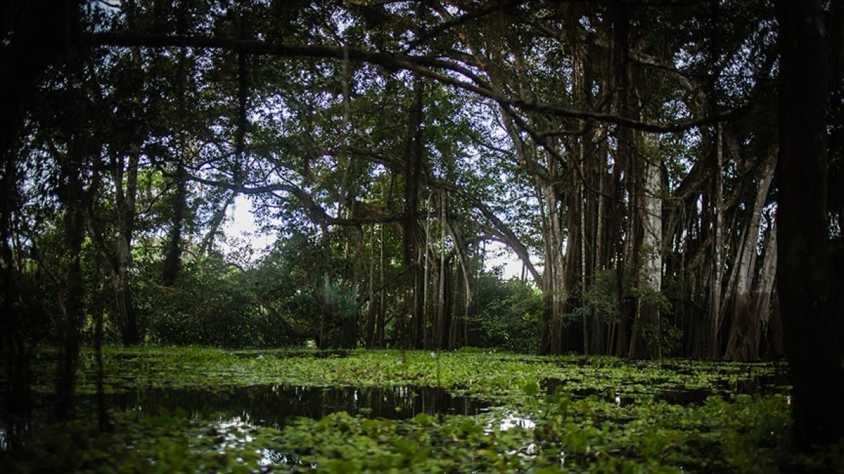 Foi descoberta uma cidade antiga na floresta da Amazónia