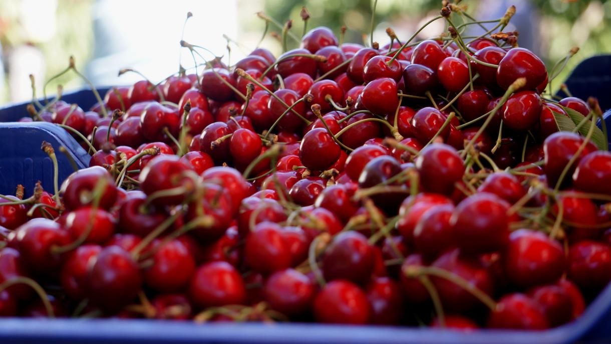 تۈركىيەنىڭ ئەدىرنە ۋىلايىتىدە ئىشلەپچىقىرىلغان گىلاس كۆپلىگەن ياۋروپا ئەللىرىگە ئېكسپورت قىلىنماقتا