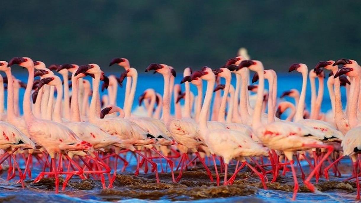 شمار فلامینگوهای دریاچه ارومیه به 45 هزار بال افزایش می یابد