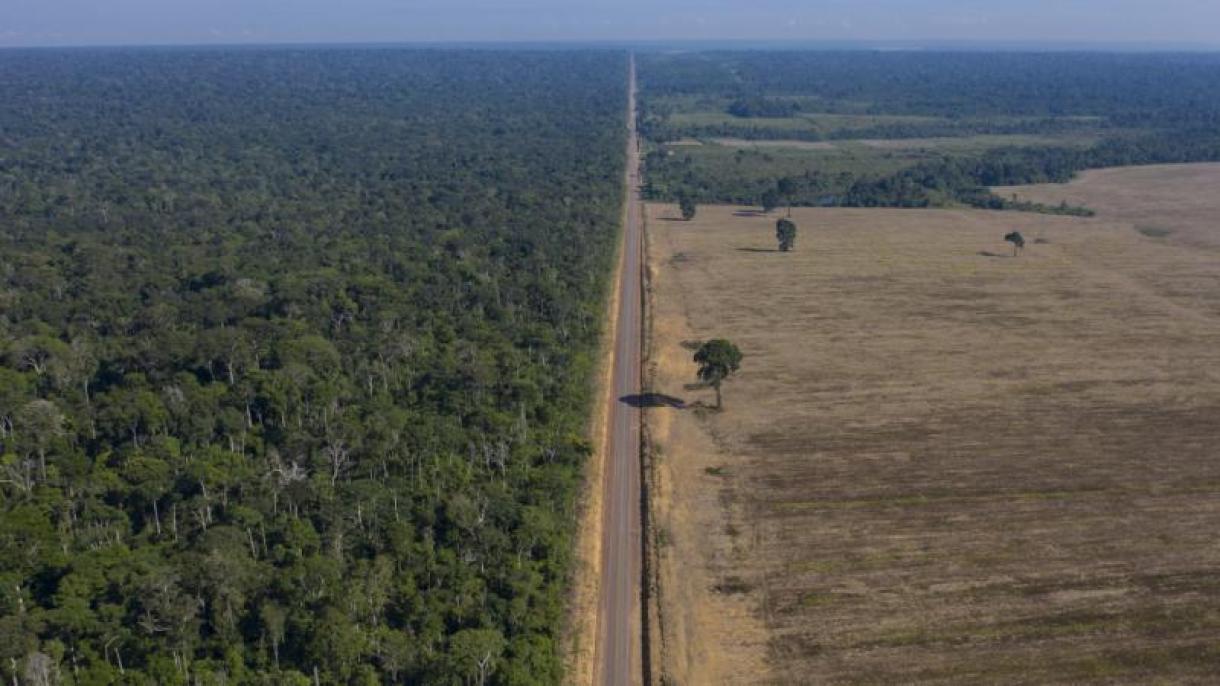 近一半的亚马逊森林可能会消失