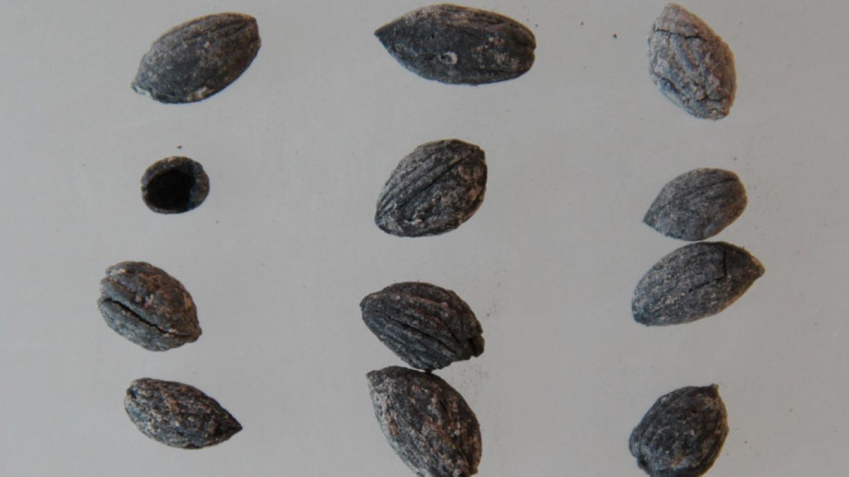 Semillas de olivo que son de 4 mil años antes de hoy