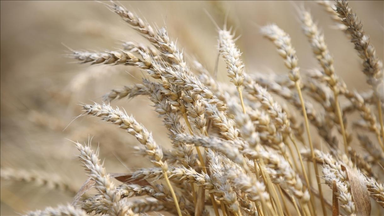 یوکیرین سے اناج کی ترسیل کا معاملہ حل ہونے سے گندم کے نرخوں میں ریکارڈ کمی