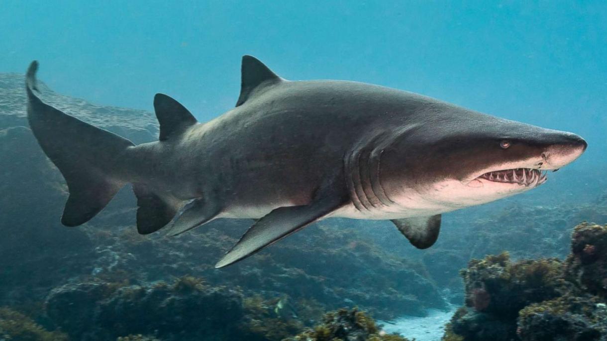 Германияда 150 миллион жылдык акуланын фосили табылды
