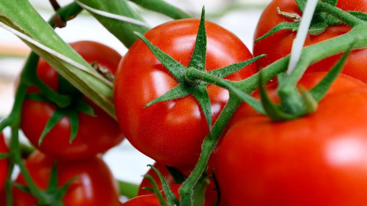 ترکیہ سے ٹماٹر کی ریکارڈ برآمدات
