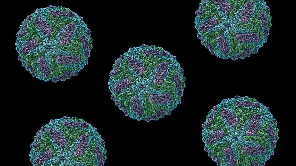 Az „ausztráliai influenza” járványa