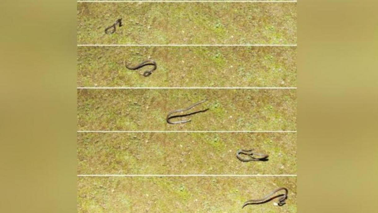 科学家发现矮芦苇蛇耍“小聪明”来躲避捕猎者