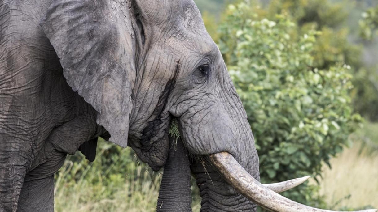Evacúan a 150.000 personas debido al paso de la manada de elefantes en China