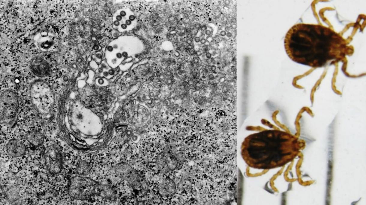 Çində yeni öldürücü virus peyda olub və yayılmaqdadır