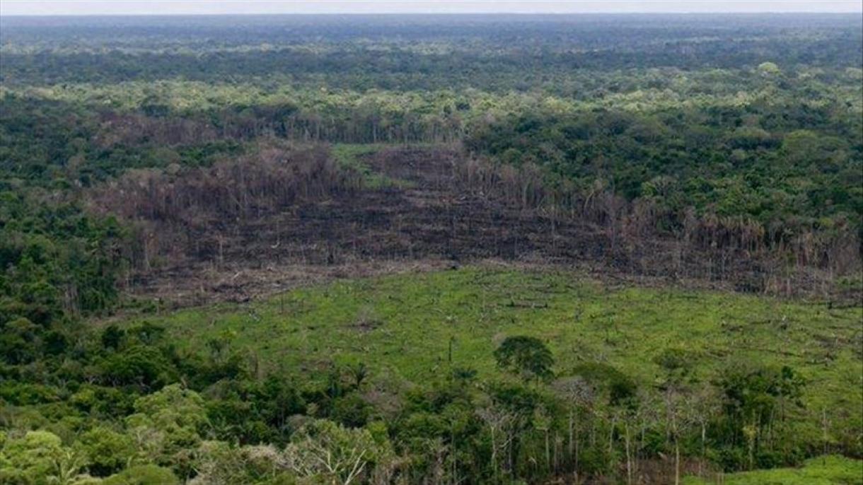 亚马逊森林面积急速缩小